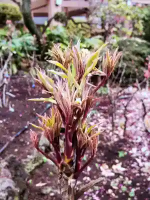 東長谷寺　薬王院(東京都)
