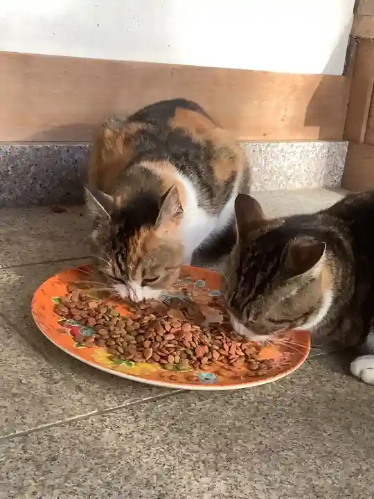 玉野御嶽神社の動物