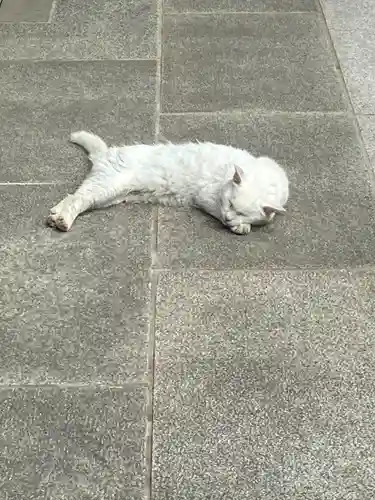 愛宕神社の動物