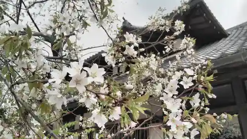 北野天満宮の自然