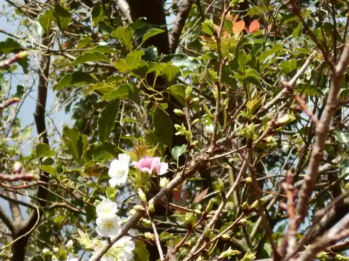屋久島大社(鹿児島県)