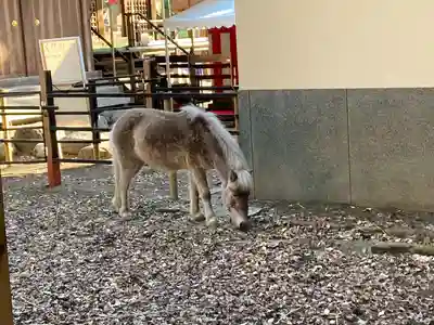 平塚八幡宮(神奈川県)