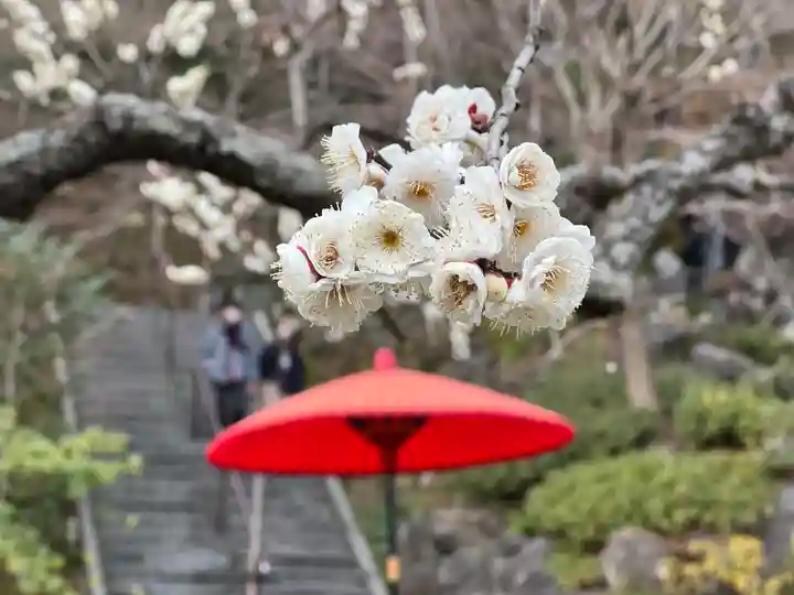 長谷寺(神奈川県)
