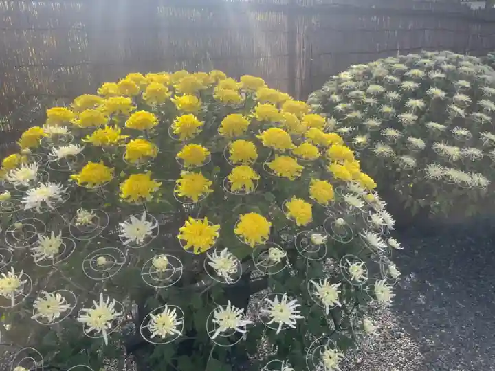 亀戸天神社の庭園