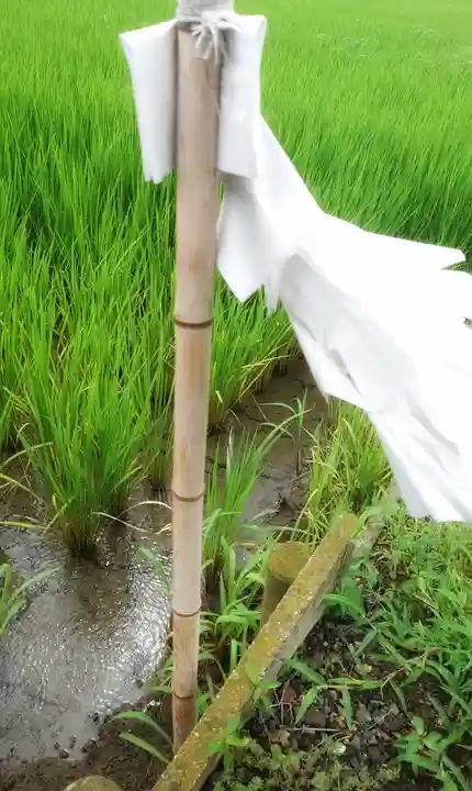 八龍社(稲島)の自然