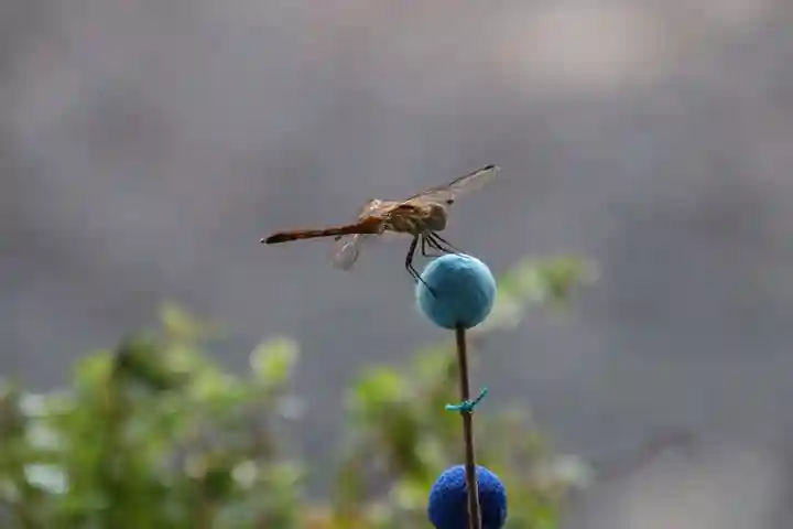 高司神社〜むすびの神の鎮まる社〜の自然