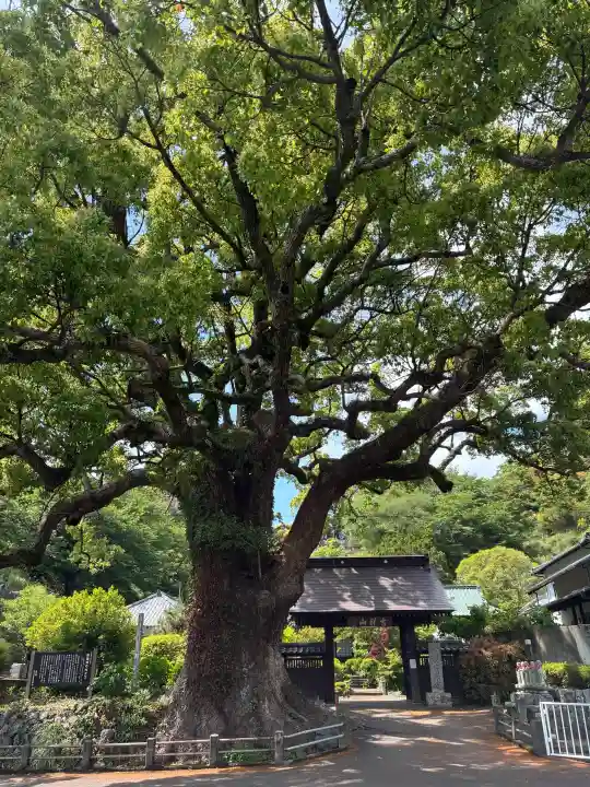 安楽寺の{uncategorized: "未分類", other: "その他", undefined: "問題あり", building: "その他建物", grave: "お墓", sacred_gate: "鳥居", guardian: "狛犬", statue: "像", buddha: "仏像", history: "歴史", nature: "自然", garden: "庭園", animal: "動物", pagoda: "塔", temizu: "手水舎", mountain_gate: "山門・神門", sanctuary: "本殿・本堂", subordinate: "末社・摂社", art: "芸術", scenery: "景色", jizo: "地蔵", ema: "絵馬", goshuin: "御朱印", omikuji: "おみくじ", items: "授与品その他", amulet: "お守り", goshuincho: "御朱印帳", eats: "食事", festival: "お祭り", votive_dance: "神楽", shichigosan: "七五三参", wedding: "結婚式", experience: "体験その他", initially: "初詣", around: "周辺", anti_infection: "感染症対策"}