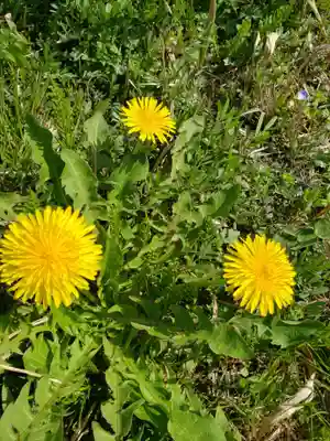 石武雄神社の自然