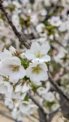 墨染寺（桜寺）(京都府)