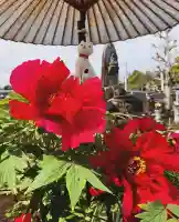 真言宗 善通寺派 薬王寺の{uncategorized: "未分類", other: "その他", undefined: "問題あり", building: "その他建物", grave: "お墓", sacred_gate: "鳥居", guardian: "狛犬", statue: "像", buddha: "仏像", history: "歴史", nature: "自然", garden: "庭園", animal: "動物", pagoda: "塔", temizu: "手水舎", mountain_gate: "山門・神門", sanctuary: "本殿・本堂", subordinate: "末社・摂社", art: "芸術", scenery: "景色", jizo: "地蔵", ema: "絵馬", goshuin: "御朱印", omikuji: "おみくじ", items: "授与品その他", amulet: "お守り", goshuincho: "御朱印帳", eats: "食事", festival: "お祭り", votive_dance: "神楽", shichigosan: "七五三参", wedding: "結婚式", experience: "体験その他", initially: "初詣", around: "周辺", anti_infection: "感染症対策"}