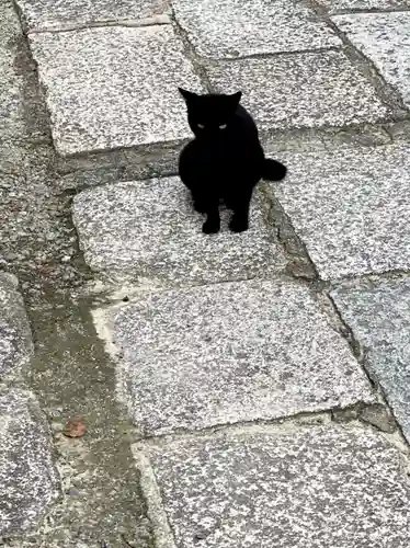 大鳥美波比神社（大鳥大社境内摂社）の動物