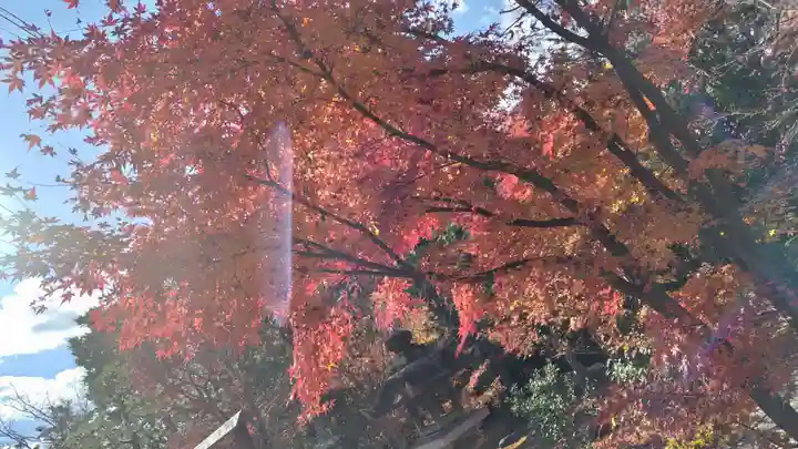 勝林寺(京都府)