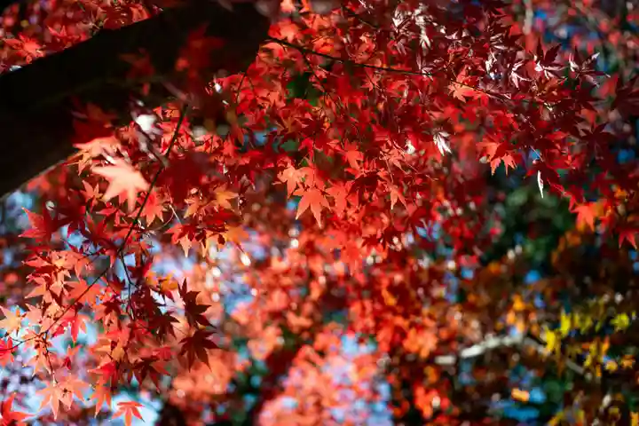 大久保山 自性院の自然