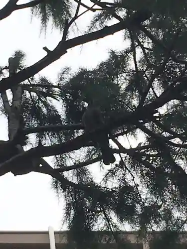 待乳山聖天（本龍院）の動物