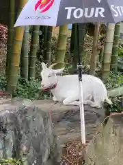 出雲大社相模分祠の動物