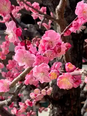大阪天満宮(大阪府)