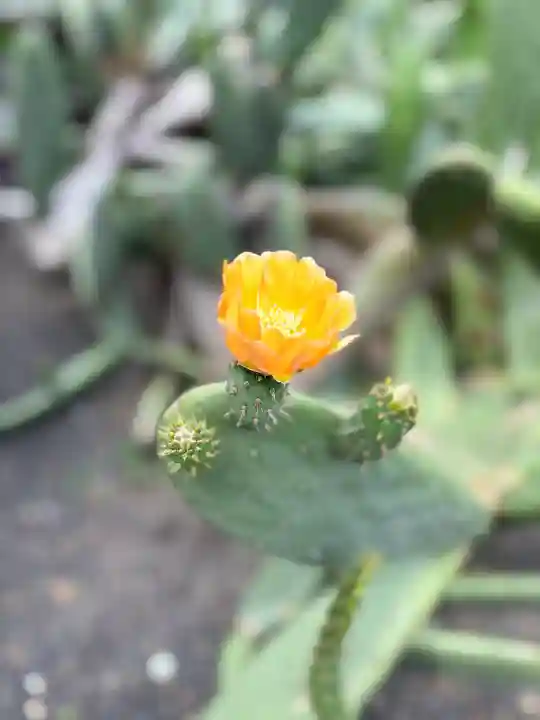 龍華寺(静岡県)