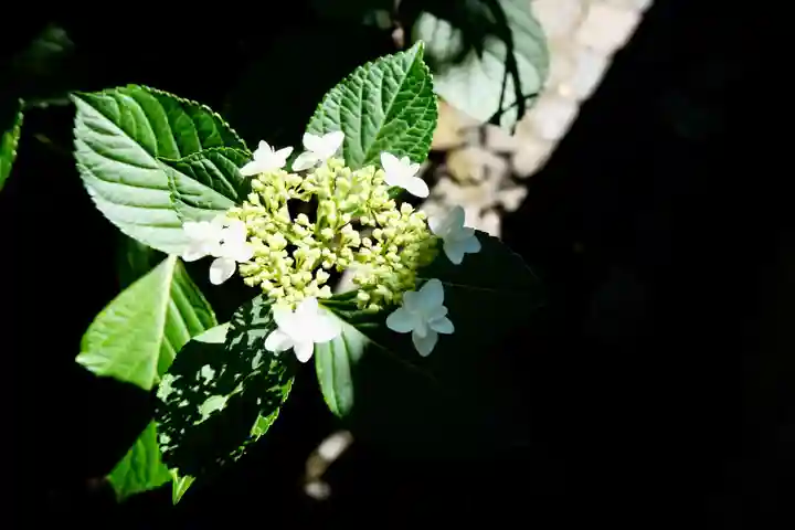 御霊神社(奈良県)