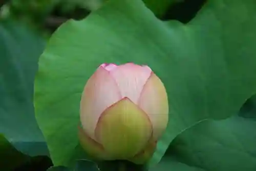 浄名寺(山口県)