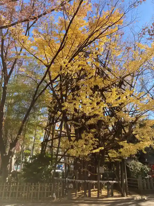稲毛神社(神奈川県)