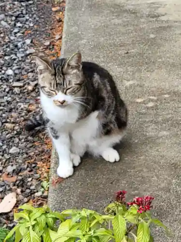 玉野御嶽神社の動物