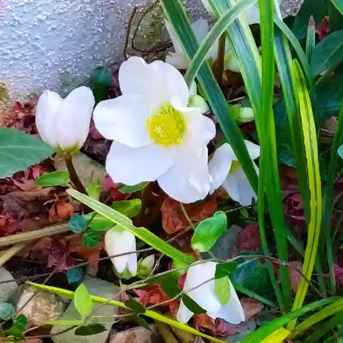 寿量山　速成寺(奈良県)