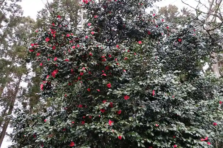 鹿島大神宮の自然