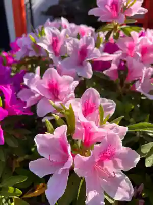 崇道天皇社(奈良県)