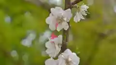 賀茂別雷神社（上賀茂神社）の自然