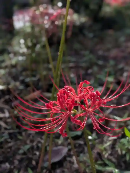 福蔵院(東京都)
