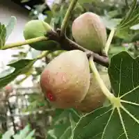 豊景神社の自然