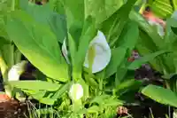 真照寺(福島県)