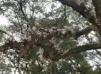 熊野速玉大社(和歌山県)