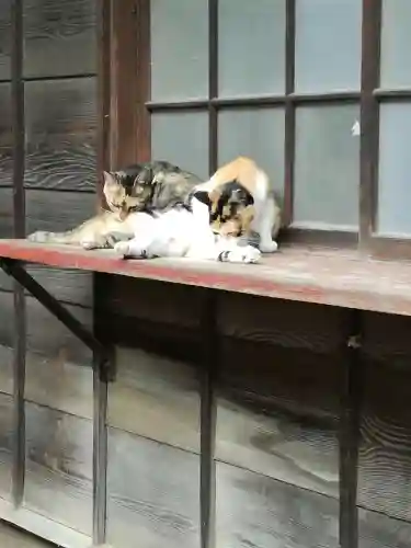 雀神社の動物