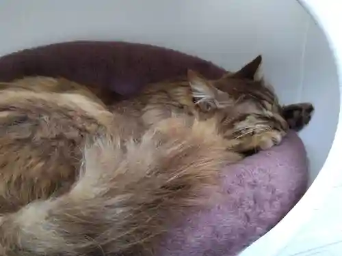 御誕生寺（猫寺）(福井県)