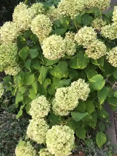 新琴似神社の自然