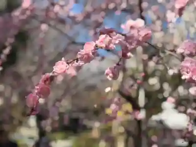 舎那院の{uncategorized: "未分類", other: "その他", undefined: "問題あり", building: "その他建物", grave: "お墓", sacred_gate: "鳥居", guardian: "狛犬", statue: "像", buddha: "仏像", history: "歴史", nature: "自然", garden: "庭園", animal: "動物", pagoda: "塔", temizu: "手水舎", mountain_gate: "山門・神門", sanctuary: "本殿・本堂", subordinate: "末社・摂社", art: "芸術", scenery: "景色", jizo: "地蔵", ema: "絵馬", goshuin: "御朱印", omikuji: "おみくじ", items: "授与品その他", amulet: "お守り", goshuincho: "御朱印帳", eats: "食事", festival: "お祭り", votive_dance: "神楽", shichigosan: "七五三参", wedding: "結婚式", experience: "体験その他", initially: "初詣", around: "周辺", anti_infection: "感染症対策"}