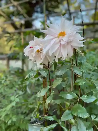 上野東照宮の自然