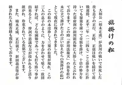 旗掛けの松について