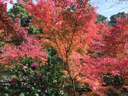 金剛輪寺の自然