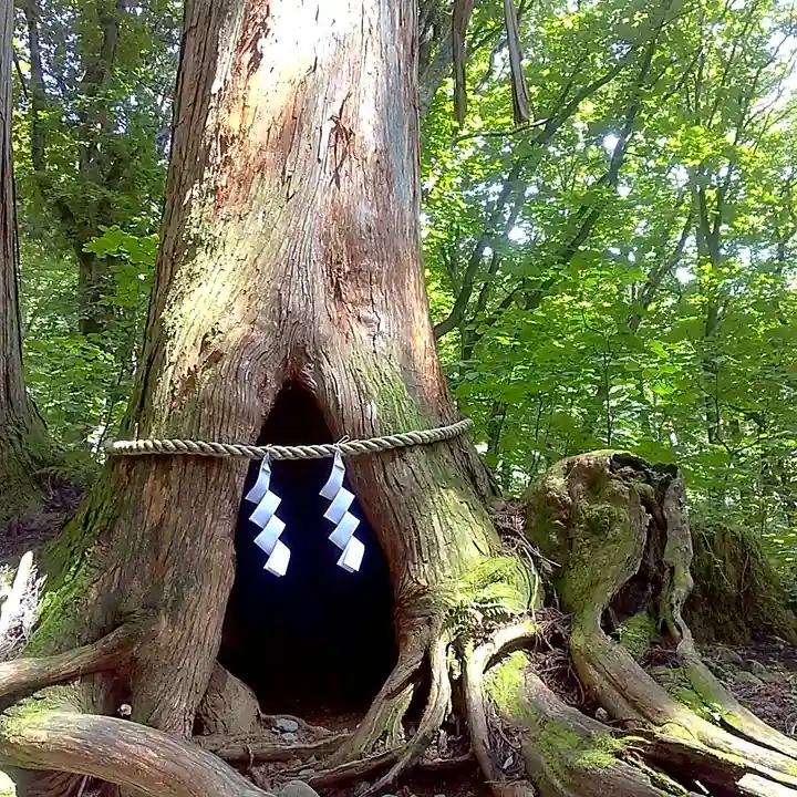 戸隠神社九頭龍社の自然