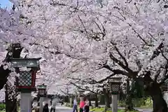 彌彦神社(新潟県)