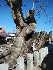 阿邪訶根神社の自然