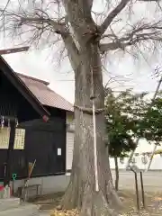 中の島神社の自然