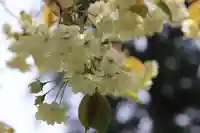 諏訪神社の自然