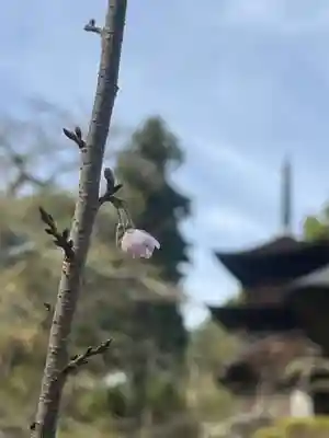 国宝 大法寺(長野県)