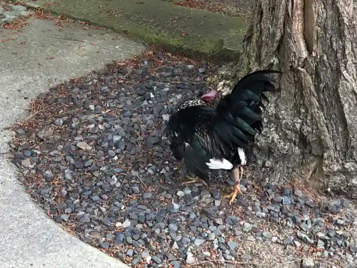 賀露神社の動物