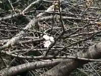 白山神社の自然