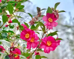 埼玉厄除け開運大師・龍泉寺(切り絵御朱印発祥の寺)の自然(2020年02月09日(日) 19時12分59秒投稿)