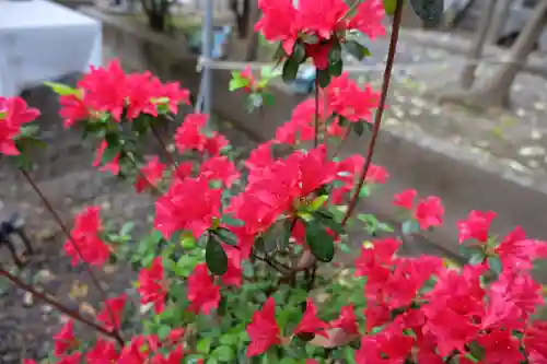 北澤八幡神社の自然